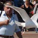seagull-takes-ice-cream-perfect-timing